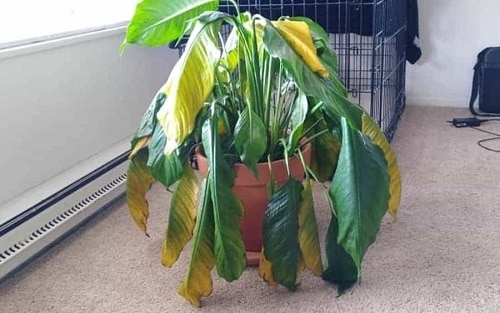 Brown Spots On Houseplant Leaves : Causes And Solutions