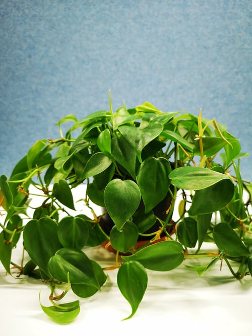 10 Tips to Make Philodendron Plants Bigger and Bushier