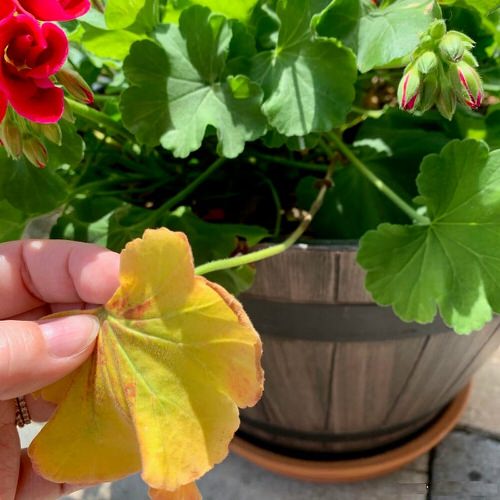 Geranium Leaves Turning Yellow and Brown: Apply These 7 Things And See The Results