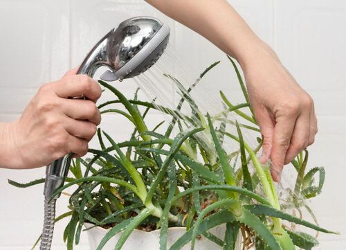 10 Of The Best Houseplant Cleaning Tips 