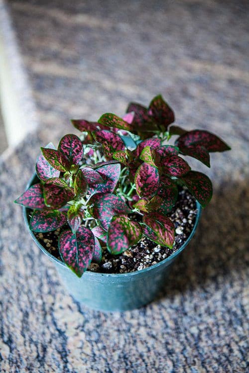 6 Amazing Types of Polka Dot Plants 