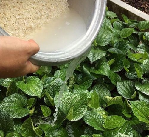 Rice Water For Plants To Get Maximum Growth