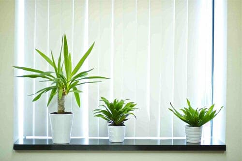 5 Most Important Tips To Not Kill Your Indoor Plants