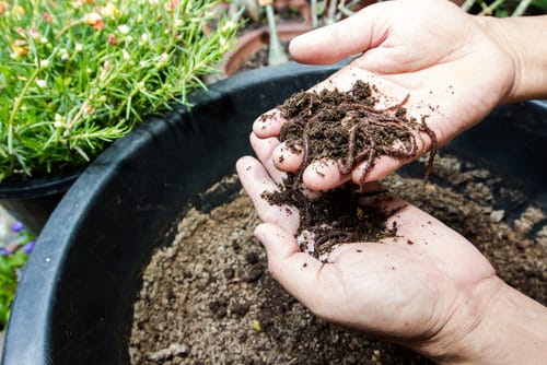 Tips  to Increase Bacteria for Healthy Soil in Your Backyard Garden 