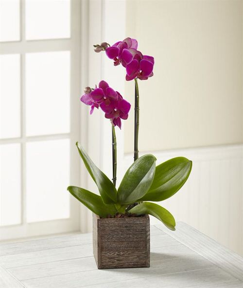 How to Revive an Orchid from Dying in 8 Steps