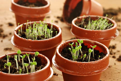 6 Tips And Tricks For Your Herb Garden  