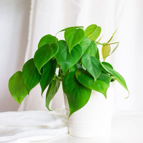 10 Tips to Make Philodendron Plants Bigger and Bushier