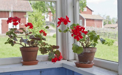 Geranium Leaves Turning Yellow and Brown: Apply These 7 Things And See The Results