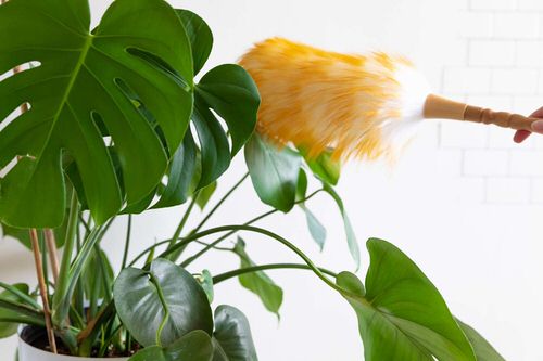 10 Of The Best Houseplant Cleaning Tips 