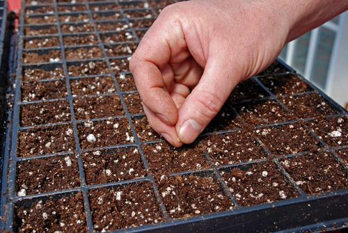  11 Common Seed Starting Problems and How to Fix Them