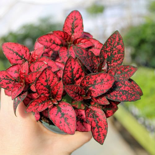 6 Amazing Types of Polka Dot Plants 