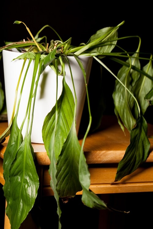 12 Signs That Your Indoor Plant is Unhealthy 