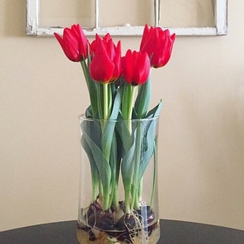 10 Flowers You Can Grow In Vases in Water