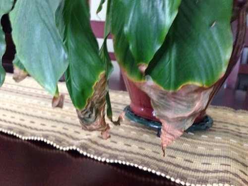 Brown Spots On Houseplant Leaves : Causes And Solutions