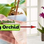 How to Revive an Orchid from Dying in 8 Steps