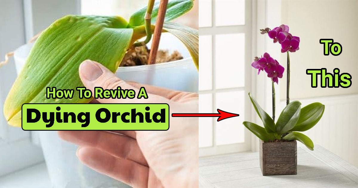 How to Revive an Orchid from Dying in 8 Steps