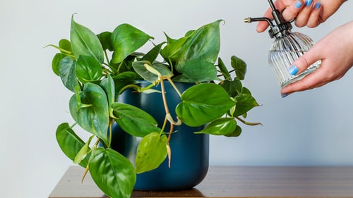 10 Tips to Make Philodendron Plants Bigger and Bushier