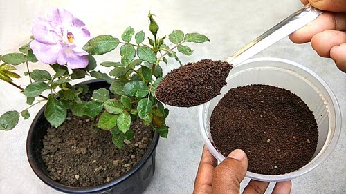 Your Plants Are Not Blooming ? Apply These 12 Things And See The Results