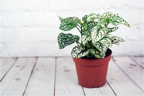 6 Amazing Types of Polka Dot Plants 