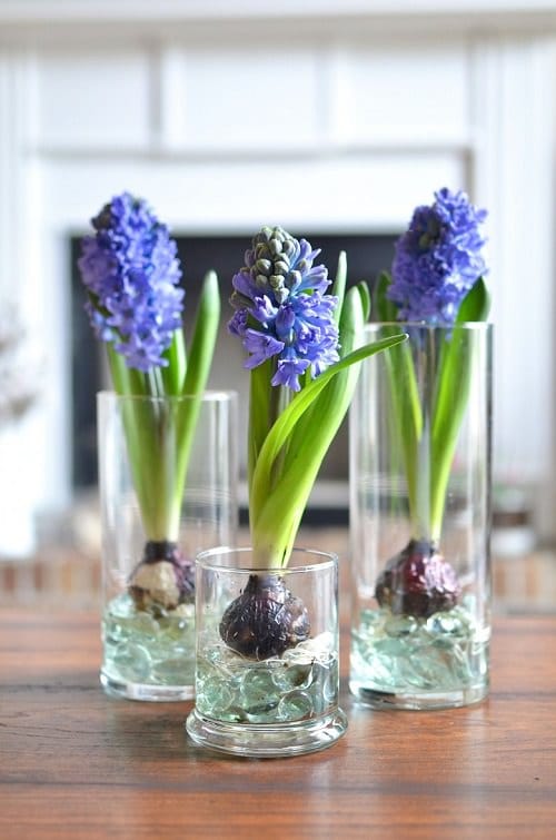 10 Flowers You Can Grow In Vases in Water