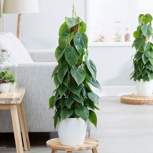 10 Tips to Make Philodendron Plants Bigger and Bushier