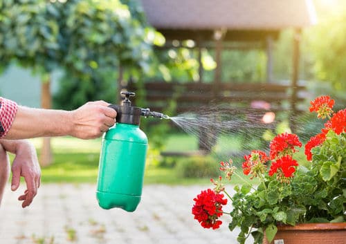 Geranium Leaves Turning Yellow and Brown: Apply These 7 Things And See The Results