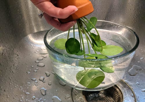 10 Of The Best Houseplant Cleaning Tips 