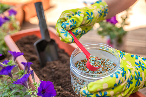 Your Plants Are Not Blooming ? Apply These 12 Things And See The Results