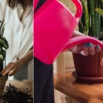 5 Most Important Tips To Not Kill Your Indoor Plants