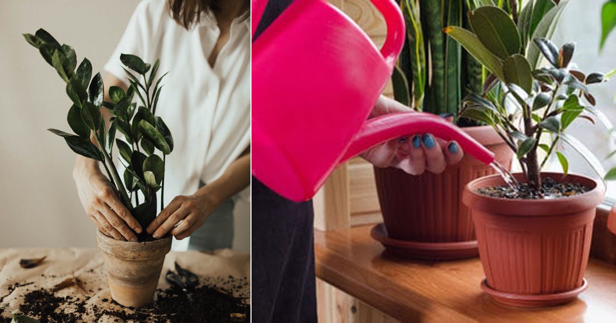 5 Most Important Tips To Not Kill Your Indoor Plants