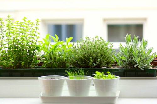 6 Tips And Tricks For Your Herb Garden  