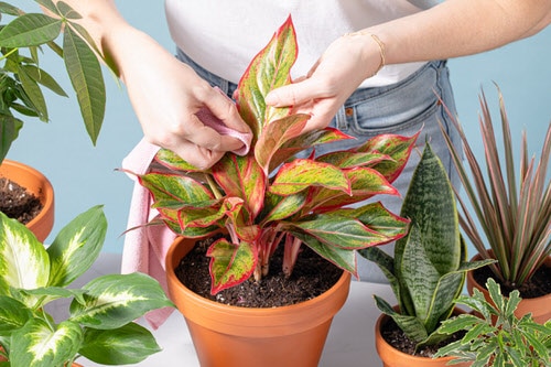 10 Of The Best Houseplant Cleaning Tips 