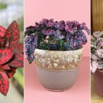 6 Amazing Types of Polka Dot Plants