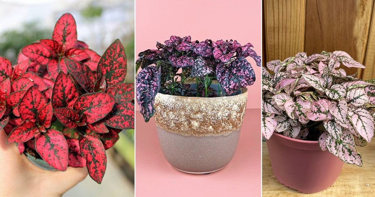 6 Amazing Types of Polka Dot Plants