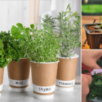 6 Tips And Tricks For Your Herb Garden