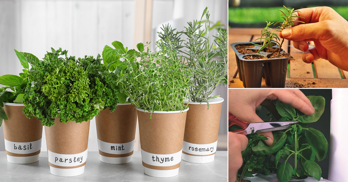 6 Tips And Tricks For Your Herb Garden