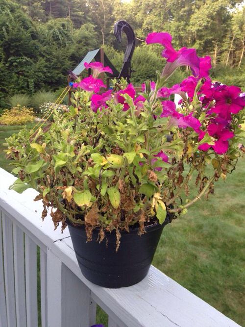 Your Plants Are Not Blooming ? Apply These 12 Things And See The Results