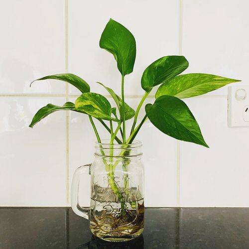 The 21 Types of Indoor Plants to Grow in Jars and Bottles