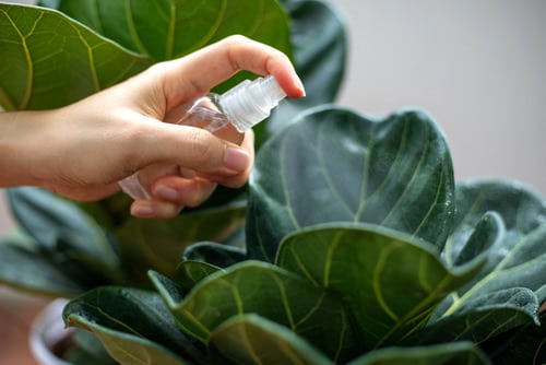 10 Of The Best Houseplant Cleaning Tips 