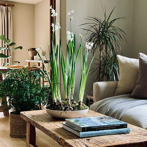 12 Of Best Smelling Indoor Houseplants 