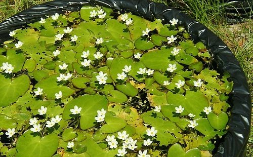 10 Flowers You Can Grow In Vases in Water