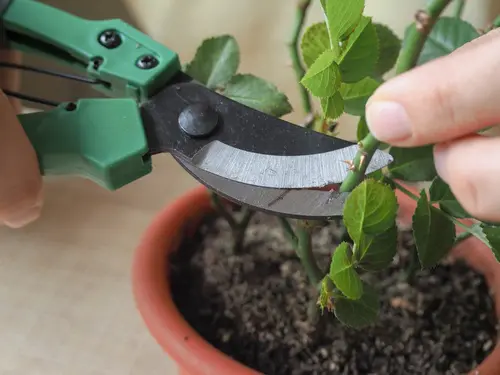 Your Plants Are Not Blooming ? Apply These 12 Things And See The Results