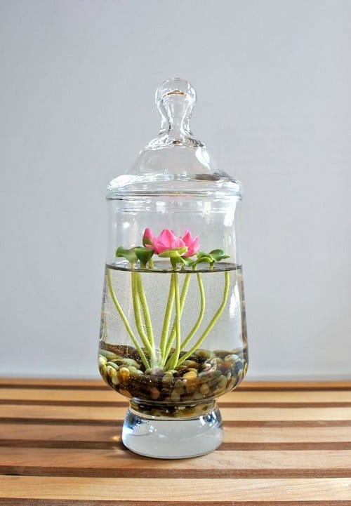 10 Flowers You Can Grow In Vases in Water