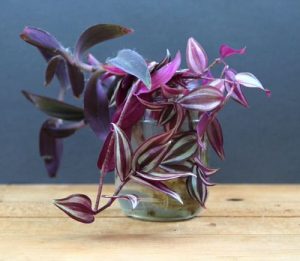 The 21 Types of Indoor Plants to Grow in Jars and Bottles