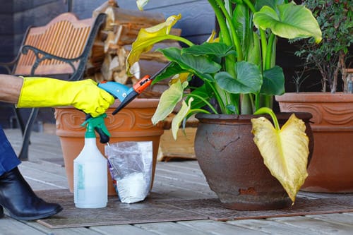 10 Of The Best Houseplant Cleaning Tips 