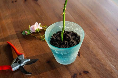 The Easiest Ways To Grow Rose From Cutting