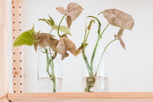 The 21 Types of Indoor Plants to Grow in Jars and Bottles