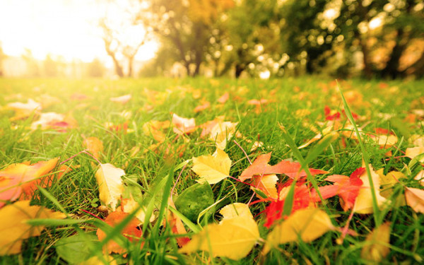 Best Ways to Care For Your Lawn and Garden for Fall