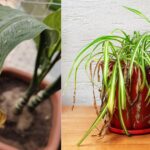 Brown Spots On Houseplant Leaves : Causes And Solutions