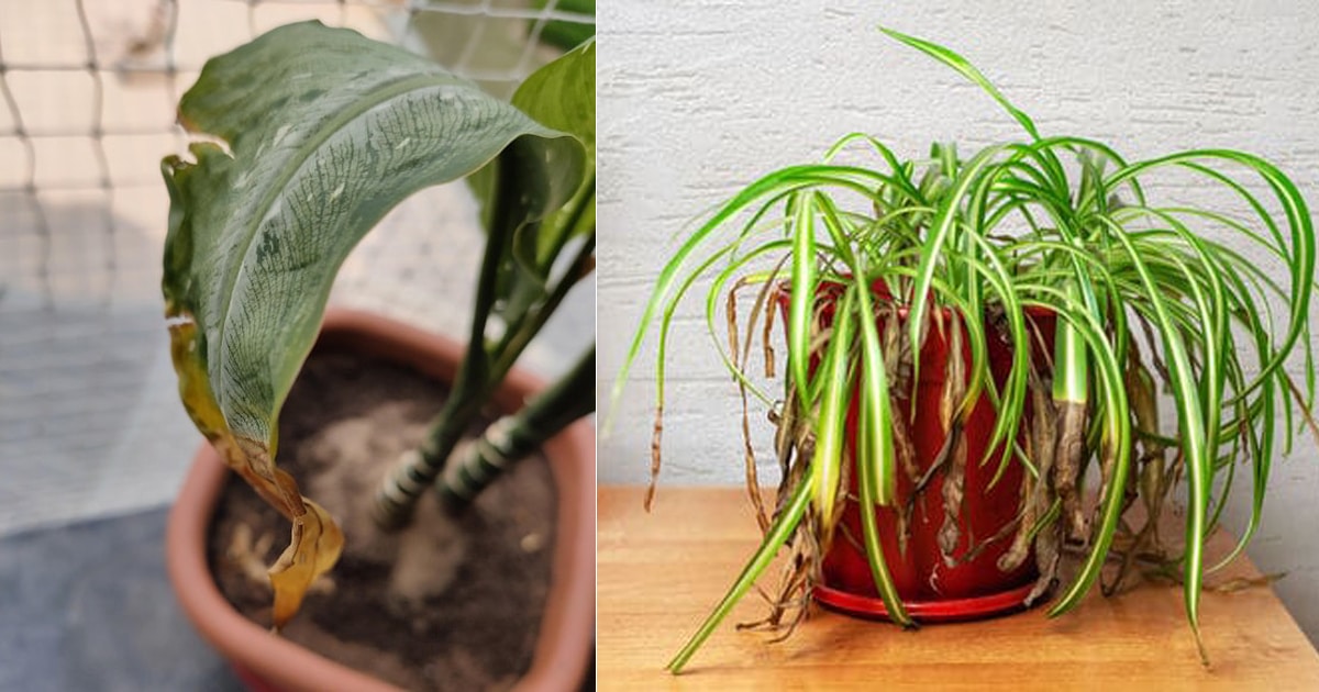 Brown Spots On Houseplant Leaves : Causes And Solutions